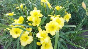 Неприхотливые лилейники с продолжительным цветением. Вилла Ванилла и Шникель Фритц. 2023г.