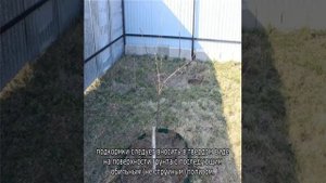 Яблоня Поэзия (колоновидная)