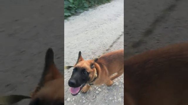 Помесь немецкая овчарка и малинуа. Почти 3 месяца. смотреть онлайн