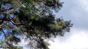 Прыжок белки