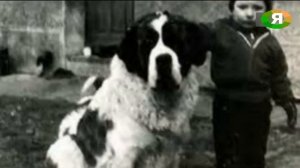 Самый знаменитый сенбернар: Героический поступок Барри