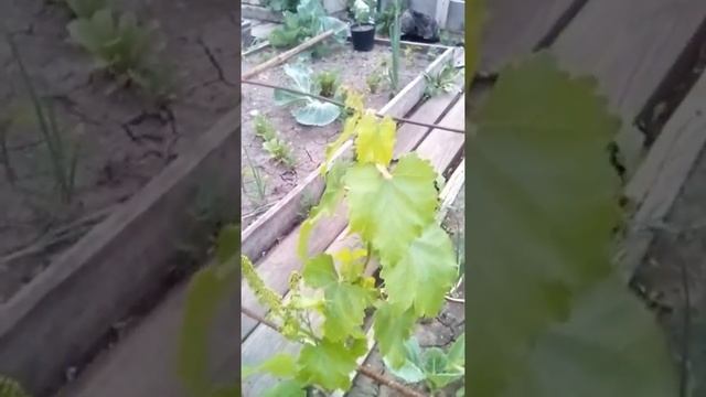 Виноград Лора зацвёл. 18 июня 2022 смотреть онлайн