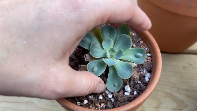 Succulent beheading update! смотреть онлайн