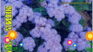 Агератум обыкновенная Блю Пинк. Краткий обзор, описание характеристик houstonianum Blue Pink