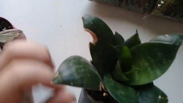 Unboxing Suculetoso, mostrando lo que encargué por internet. смотреть онлайн