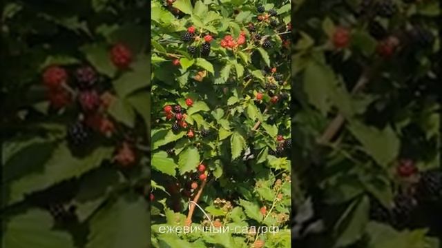 Садовая ежевика Полар. смотреть онлайн