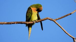 Parakeet at Pasir Ris Park with Nikon P950