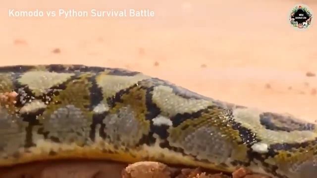 Komodo dragon vs Python who would win Wild Animal Life смотреть онлайн