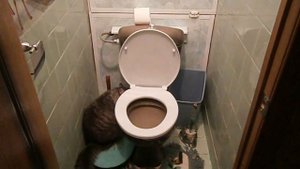Кот Маркиз - умница