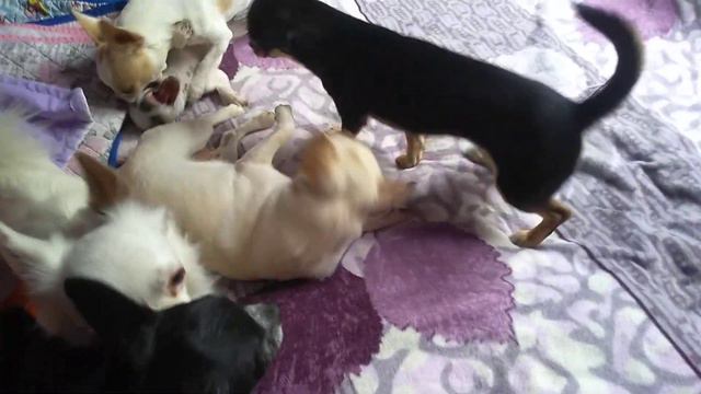 предлагаю трёх кобелей чихуахуа для вязок СИМФЕРОПОЛЬ Кастропуло Крым продам щенков смотреть онлайн