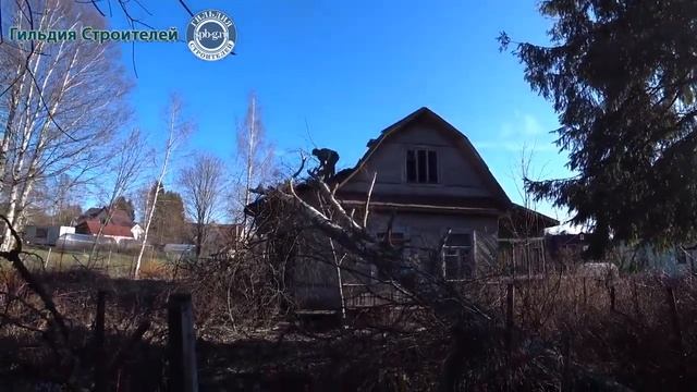 Валка деревьев. Расскажем, как правильно валить деревья. Раскорчёвка участка в Рощино.