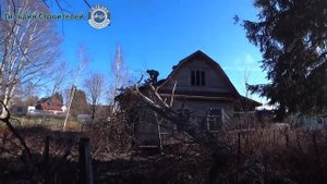 Валка деревьев. Расскажем, как правильно валить деревья. Раскорчёвка участка в Рощино.
