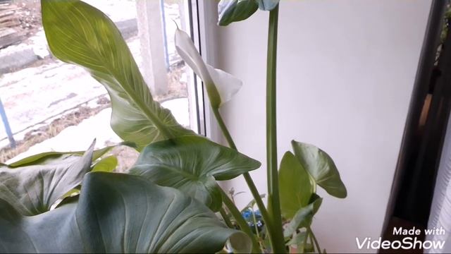 Цветёт моя КАЛЛА эфиопская. смотреть онлайн