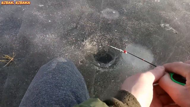 ПОСЛЕДНИЙ ЛЁД. БЕЗМОТЫЛКА （ЧЁРТИК）В ДЕЛЕ！ЗАКРЫВАЕМ СЕЗОН ПОДЛЁДНОЙ РЫБАЛКИ.