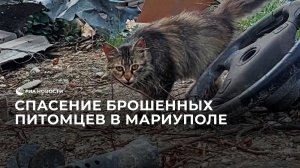 Спасение брошенных животных в Мариуполе