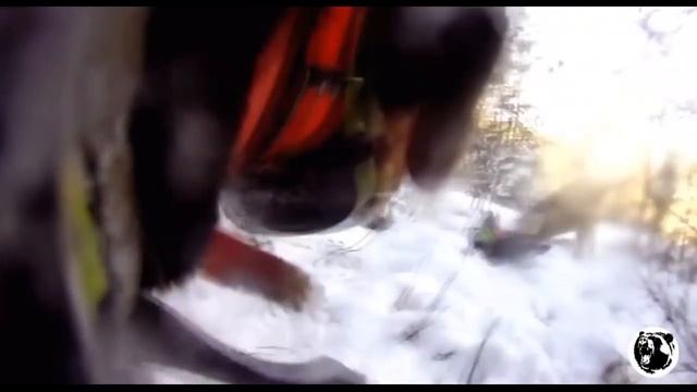 Волки нападают. на Гончих во время охоты.