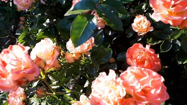 Дрифт Корал роза. смотреть онлайн