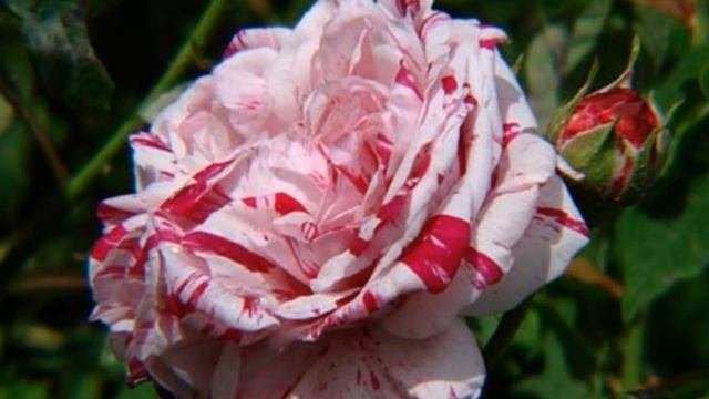 Самые необычные цветы мира