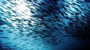 Пример видео MKV