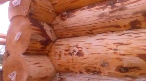 Скобление или строжка бревна в срубе