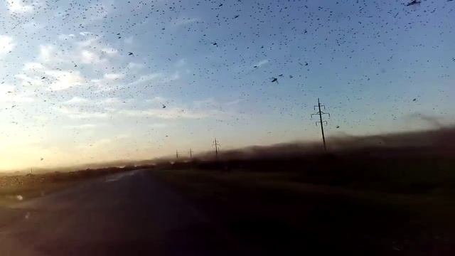 Саранча Астрахань