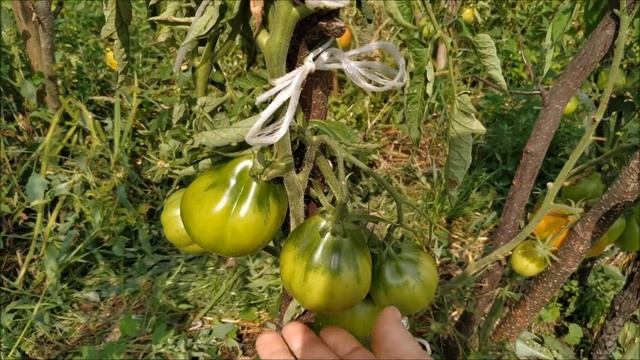 Томат ЦАРЬ ТРЮФЕЛЬ ? от СибСада. Царский томат.