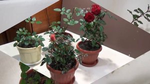 Комнатные розы : пересадка из открытого грунта в горшки 2. Transplant miniature roses 2.