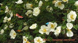 Роза колючейшая (rosa pimpinellifolia) ? колючейшая роза обзор: как сажать, саженцы розы