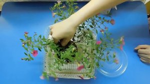 КАК СПАСТИ ЗАСОХШИЙ ЦВЕТОК ? ?