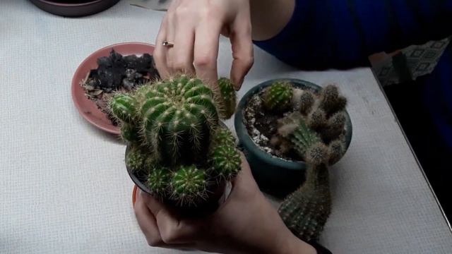 Как отделить детку кактуса?! смотреть онлайн