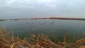 08.02.2018 охота на утку ..иж 54 рулит