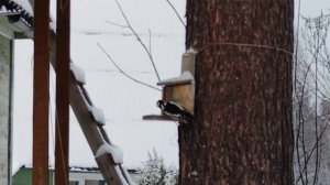 Каркасный дачный домик 8,5х5 #2