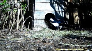 СОРОКА ВОРУЕТ УТИНЫЕ ЯЙЦА. Вор, пойман с поличным!