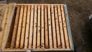 АКВА-ФЛО и осыпь клеща Варроа.