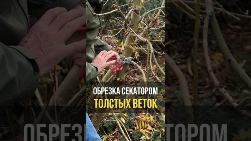 Обрезка секатором толстых веток #ниваки  #обрезкадеревьев
