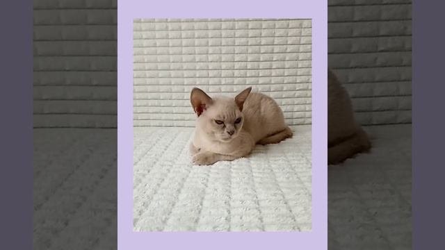 Бурманская лиловая кошечка #лиловаябурма