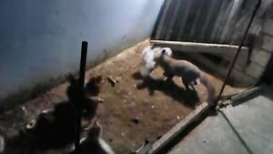 Лиса ворует цыплят в Баку