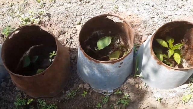 Капуста. Когда сажаешь капусту, её надо..... смотреть онлайн