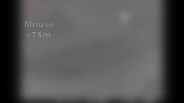 Pulsar Helion XP50 смотреть онлайн