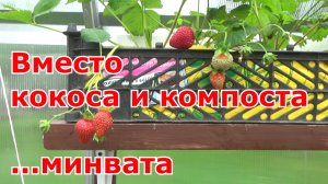 Клубника на минеральной вате. Готовлюсь использовать вместо кокоса и компоста вегетационную минвату