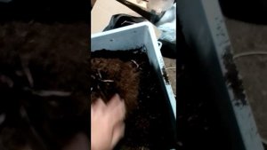 Как просеять ну очень влажный субстрат с червями, и не отказать клиенту если ему надо ещё вчера