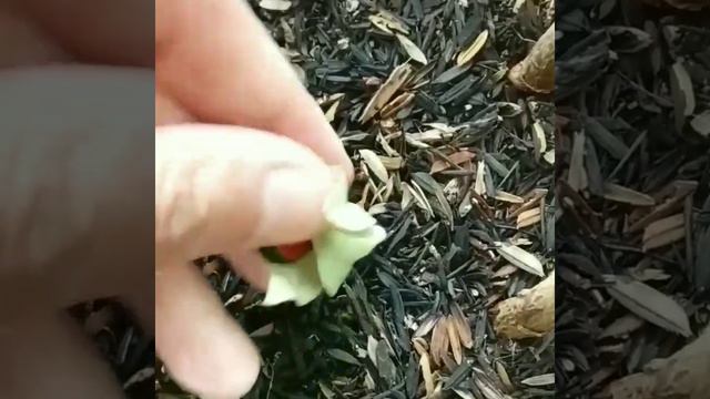 How to find bleeding heart vine seed and plant it смотреть онлайн