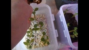 Адениум. Пикировка сеянцев в 1 месяц