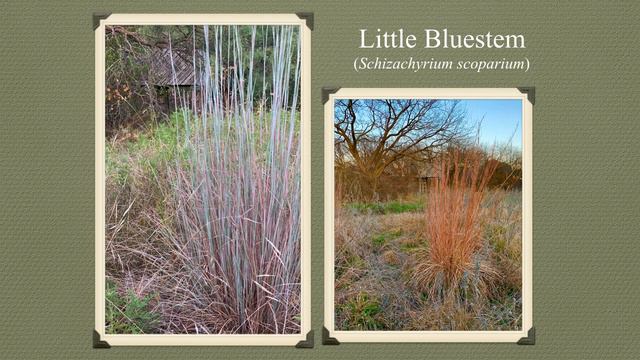 Plants for Cross Timbers and Prairies смотреть онлайн