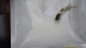 Аквариум | Рыбки | Гуппи | Гуппи самцы | Новые гуппи | Гуппи эндлера | Разновидности Гуппи