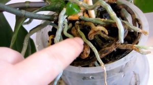 Орхидеи  КАК правильно поливать  Как определить что орхидею нужно полить