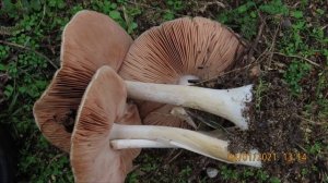 Volvopluteus gloiocephalus  syn   Volvariella speciosa   Volvariella gloiocephala  Greece  by  Theo