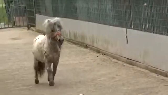 Жеребец мини аппалуза смотреть онлайн