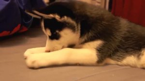 Мне купили щенка хаски ураааа!!!