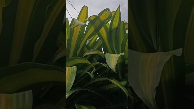 #La#Planta#De#Nombre#Millonaria#Viralvideo🌿🇪🇨 смотреть онлайн